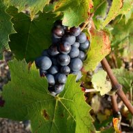 Grappe de Côte de Brouilly Grappe de Côte de Brouilly